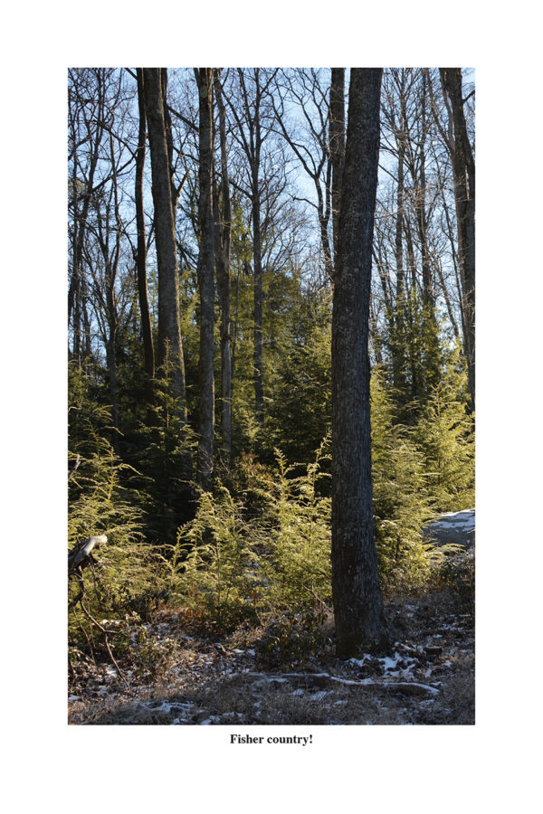 Fisher Trapping – Pennsylvania Foothold Methods - Image 8
