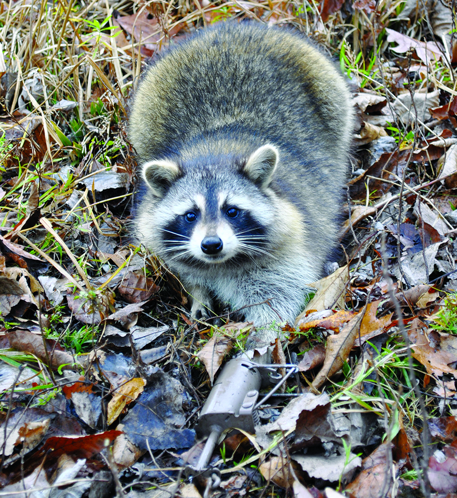 New Wave Raccoon Trapping—Dog-Proof Traps