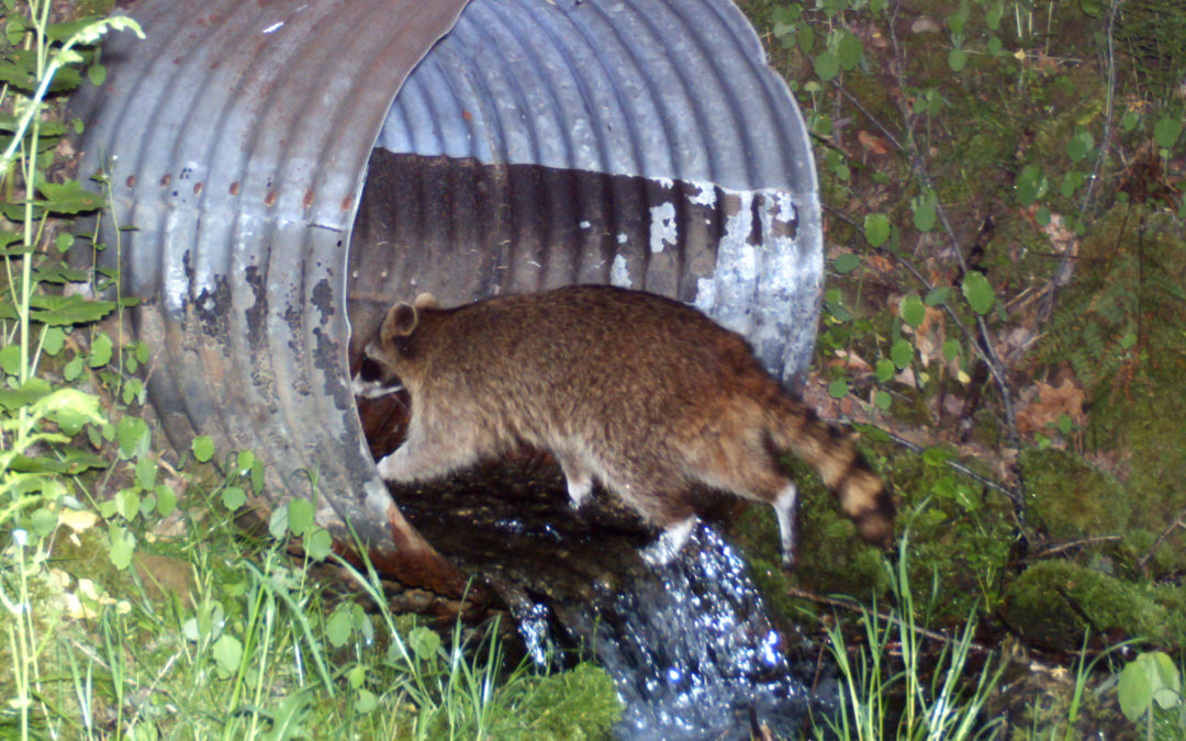 CULVERT COON